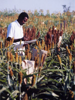 Gebisa Ejeta conducting sorghum research