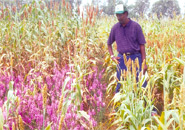 Ejeta with Striga-stricken sorghum in Niger