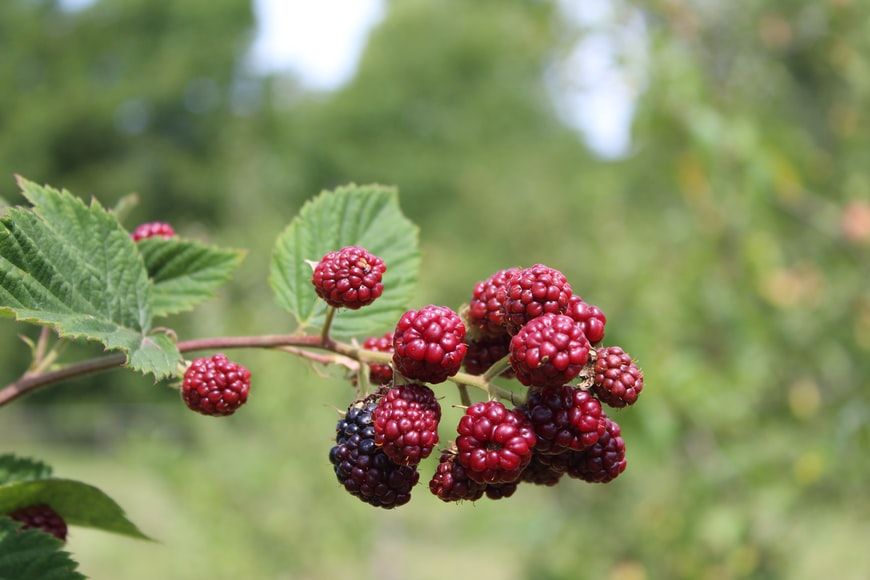 buah populer ini ternyata bukan buah asli
