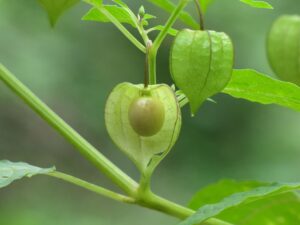 buah populer ini ternyata bukan buah asli
